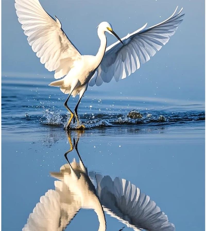 Awesome Image